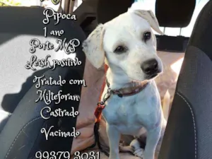 Cachorro raça SRD idade 1 ano nome Pipoca