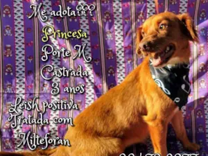 Cachorro raça SRD idade 3 anos nome Princesa