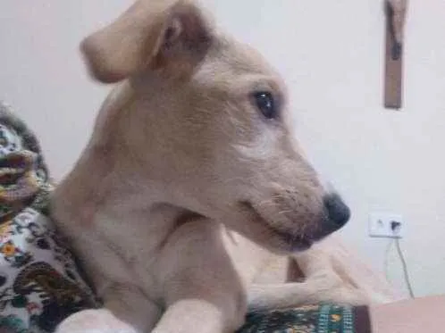 Cachorro ra a Vira lata idade 1 ano nome Sol