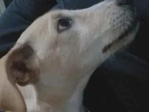 Cachorro raça Vira lata idade 1 ano nome Sol