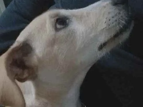 Cachorro ra a Vira lata idade 1 ano nome Sol