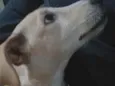 Sol