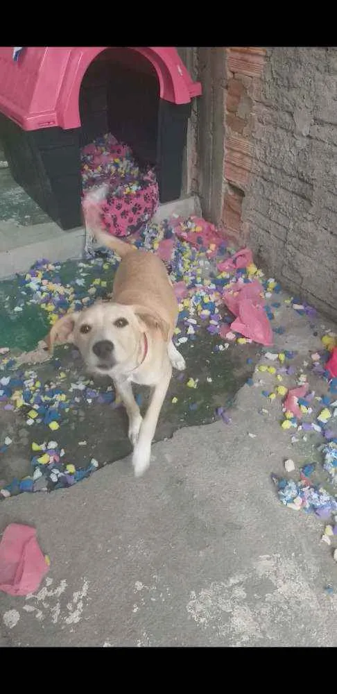 Cachorro ra a Vira lata idade 1 ano nome Sol