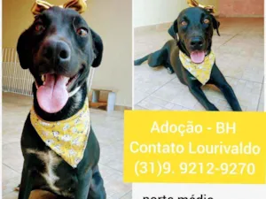 Cachorro raça SRD idade 2 anos nome Pantera 