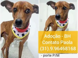 Cachorro raça SRD idade 1 ano nome Caramelo