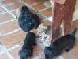 Diversos
