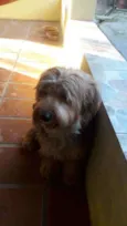 Diversos