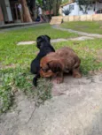 Lindos filhotes