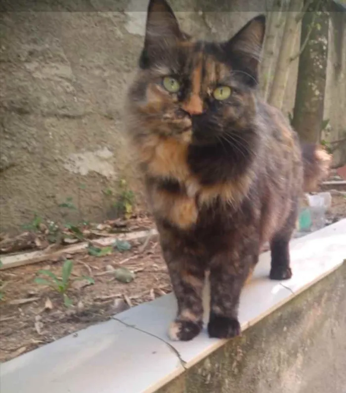 Gato ra a Srd idade  nome Mia