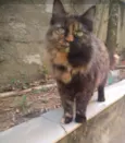 Mia