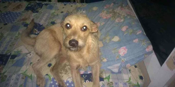 Cachorro ra a Vila lata idade 1 ano nome Catarina