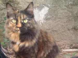 Gato raça Srd idade  nome Mia