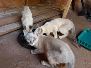 Gato raça  idade 2 a 6 meses nome Sem nomes ainda