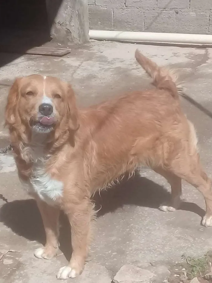 Cachorro raça Golden c/LAbrador idade 3 anos nome Príncipe