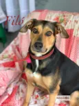 Cachorro raça Srd idade  nome Filó