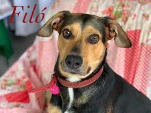 Cachorro raça Srd idade  nome Filó