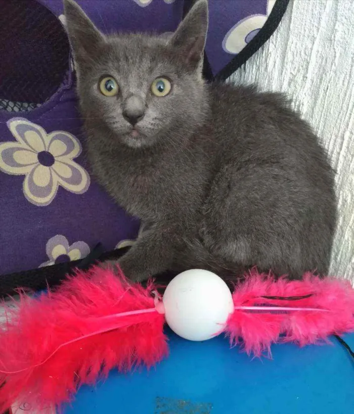 Gato ra a Srd idade 2 a 6 meses nome Tommy