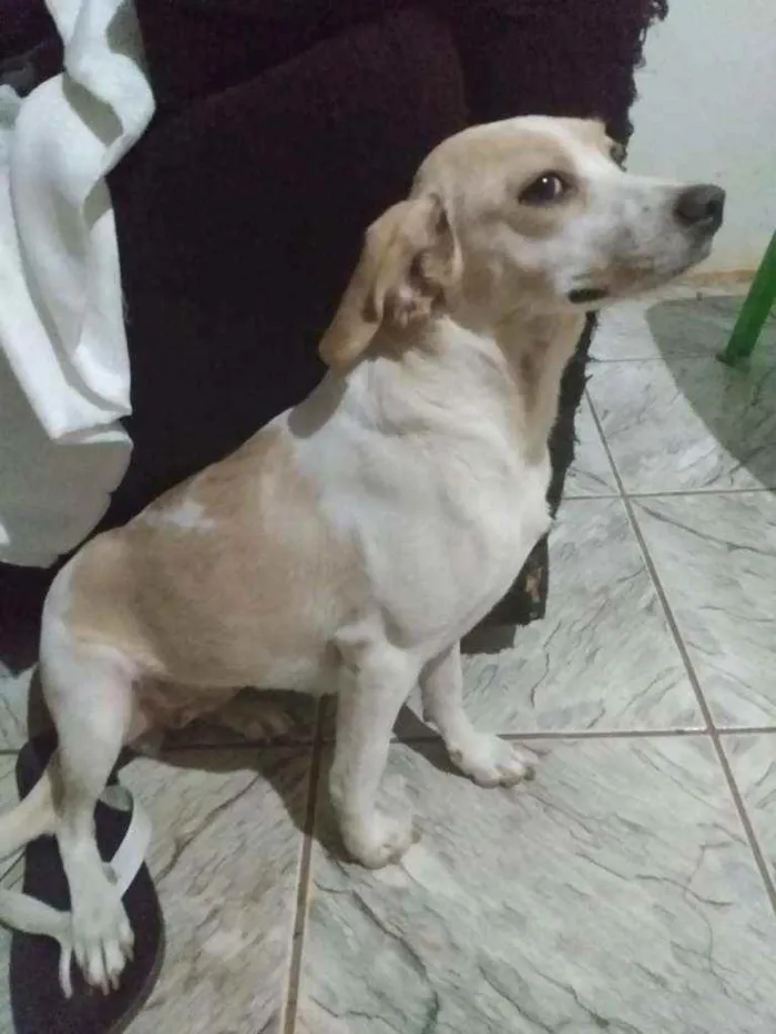 Cachorro ra a SRD idade 2 anos nome Cristal