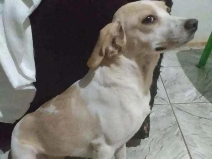 Cachorro ra a SRD idade 2 anos nome Cristal
