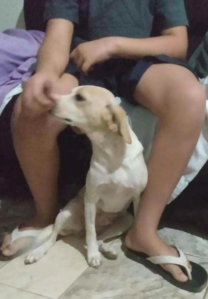 Cachorro ra a SRD idade 2 anos nome Cristal