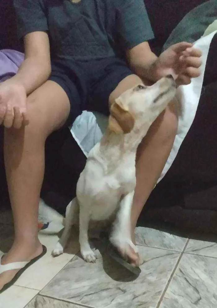 Cachorro ra a SRD idade 2 anos nome Cristal