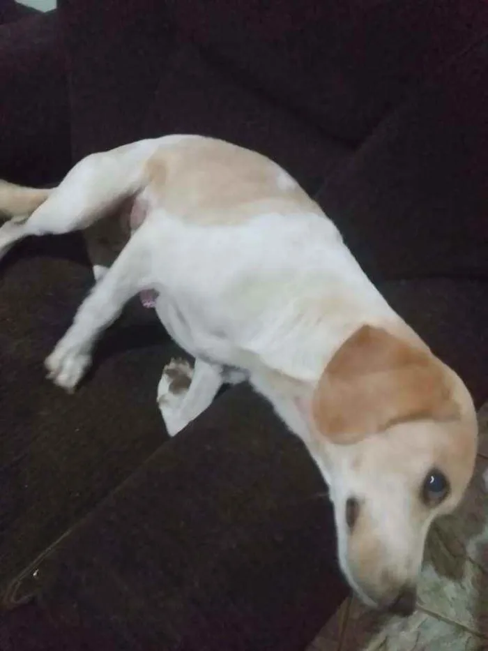 Cachorro ra a SRD idade 2 anos nome Cristal