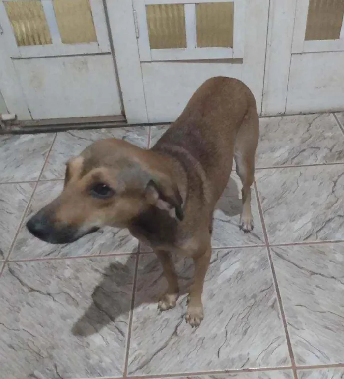 Cachorro ra a SRD idade 2 anos nome Bella