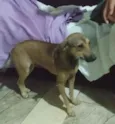Bella