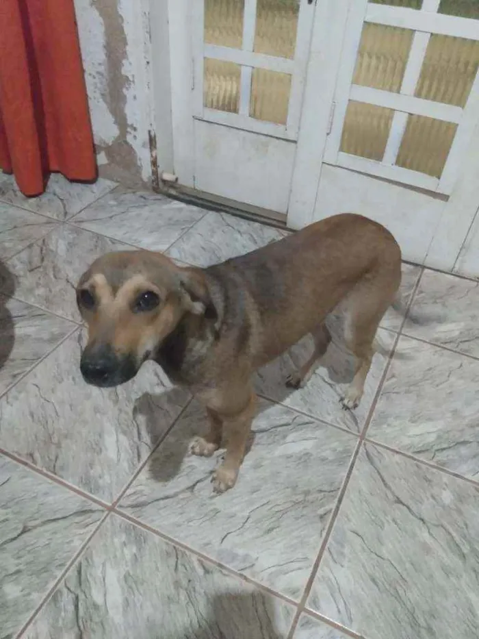 Cachorro ra a SRD idade 2 anos nome Bella