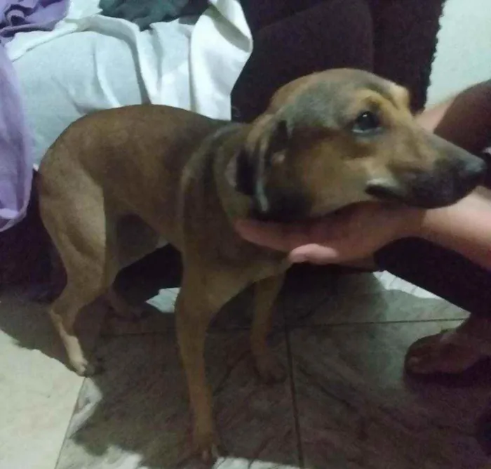 Cachorro ra a SRD idade 2 anos nome Bella