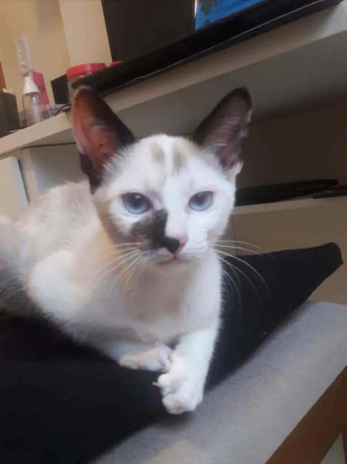 Gato ra a Srd idade 2 a 6 meses nome Amy e Alef