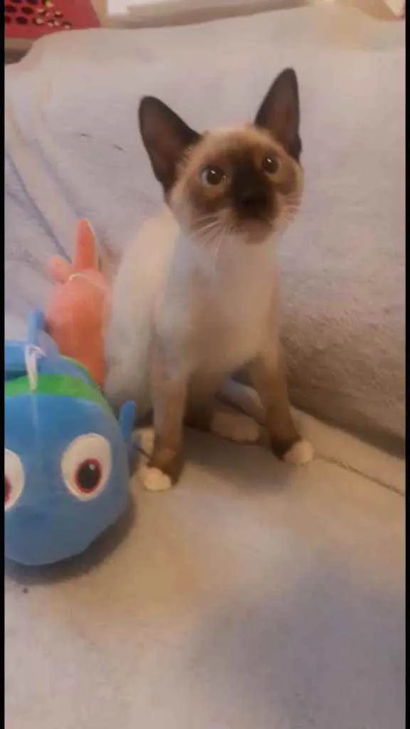 Gato ra a Srd idade 2 a 6 meses nome Amy e Alef