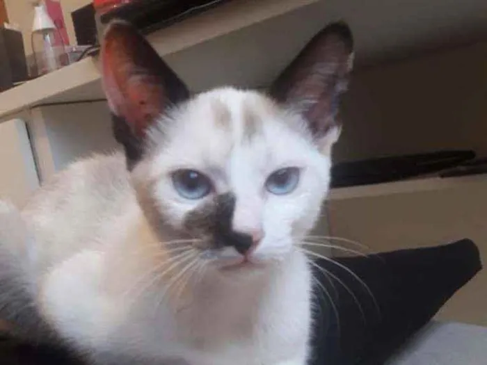 Gato ra a Srd idade 2 a 6 meses nome Amy e Alef
