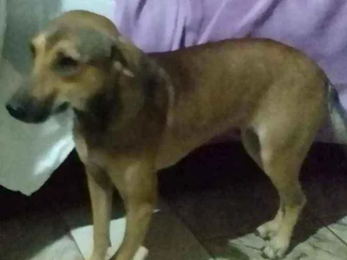 Cachorro ra a SRD idade 2 anos nome Bella