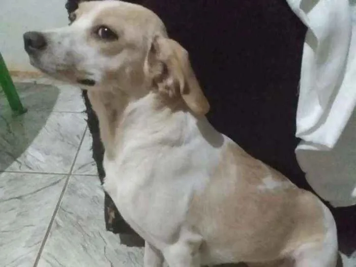 Cachorro ra a SRD idade 2 anos nome Cristal