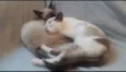 Amy e Alef