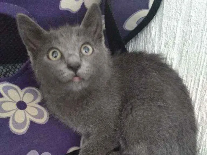 Gato ra a Srd idade 2 a 6 meses nome Tommy
