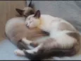 Amy e Alef