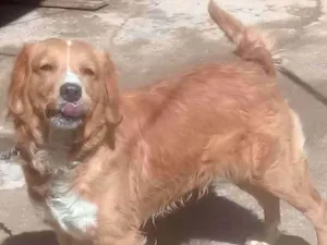 Cachorro raça Golden c/LAbrador idade 3 anos nome Príncipe