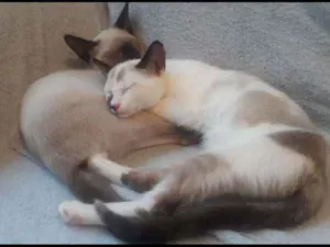 Gato raça Srd idade 2 a 6 meses nome Amy e Alef