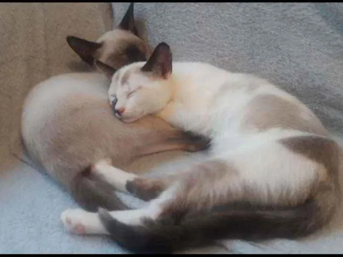 Gato ra a Srd idade 2 a 6 meses nome Amy e Alef