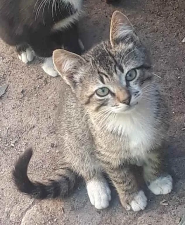 Gato ra a SRD idade 2 a 6 meses nome Bob