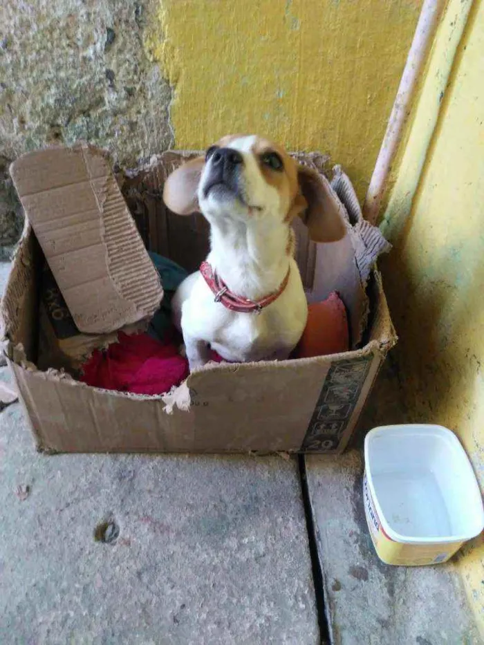 Cachorro ra a não tem idade 2 a 6 meses nome lili