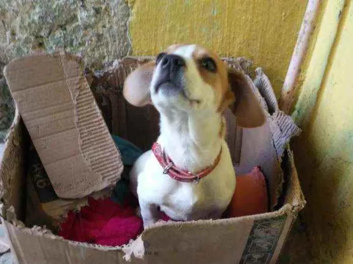 Cachorro ra a não tem idade 2 a 6 meses nome lili