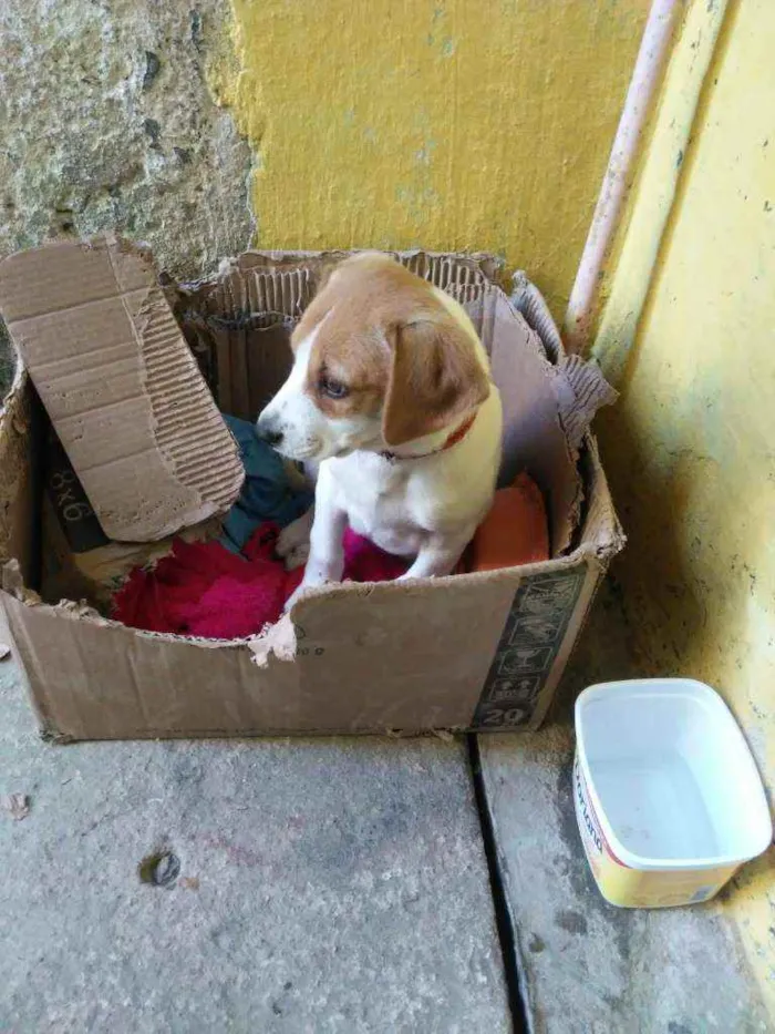 Cachorro ra a não tem idade 2 a 6 meses nome lili