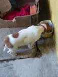 lili