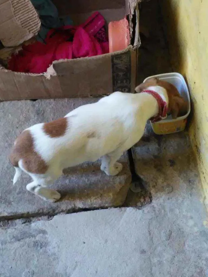 Cachorro ra a não tem idade 2 a 6 meses nome lili