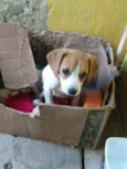 lili