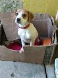 lili