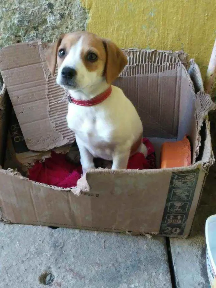 Cachorro ra a não tem idade 2 a 6 meses nome lili